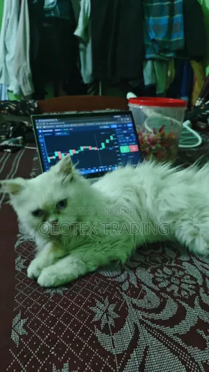 6-12 Months Female Purebred Persian