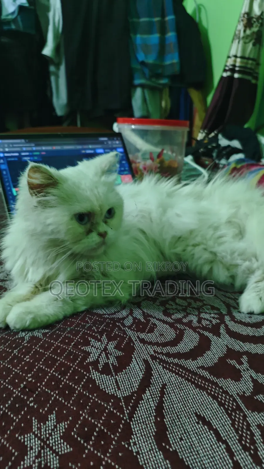 6-12 Months Female Purebred Persian