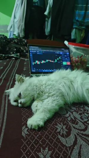 6-12 Months Female Purebred Persian