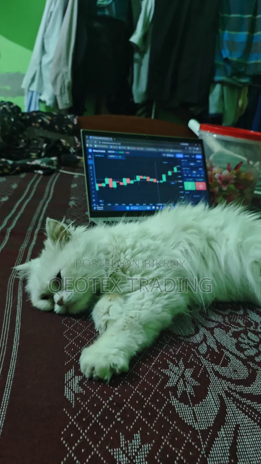 6-12 Months Female Purebred Persian