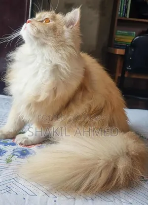 1+ year Female Purebred Persian