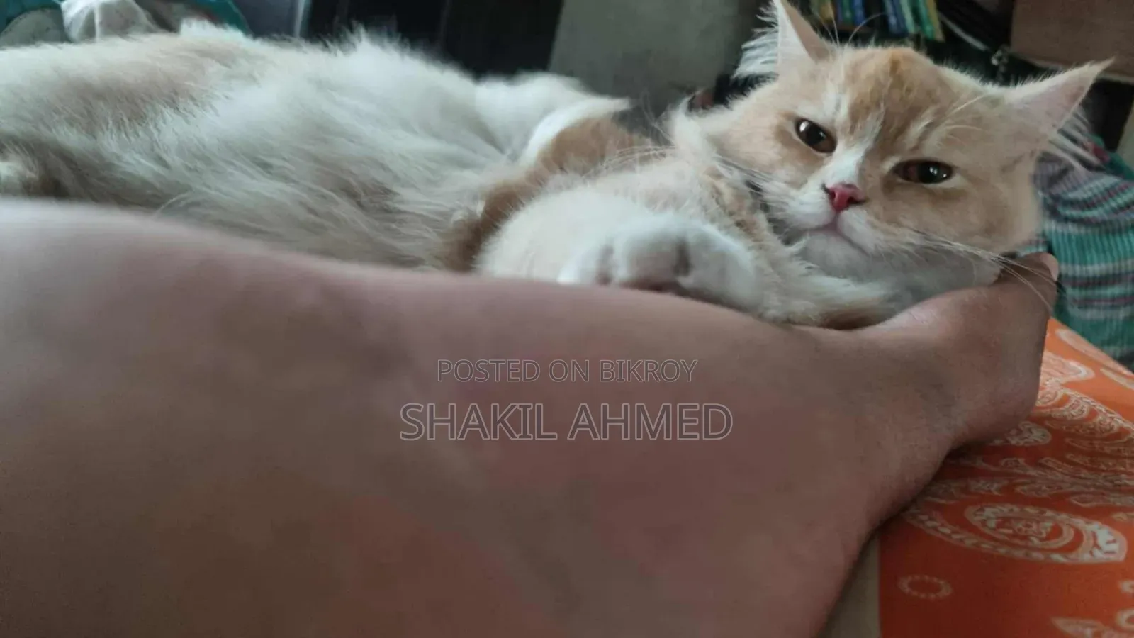 1+ Year Female Purebred Persian