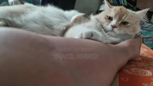 1+ Year Female Purebred Persian