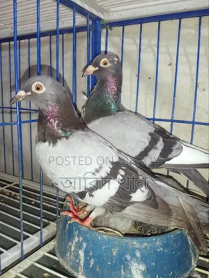 Pigeon with good bloodline