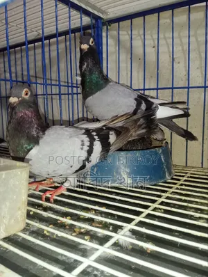 Pigeon with good bloodline