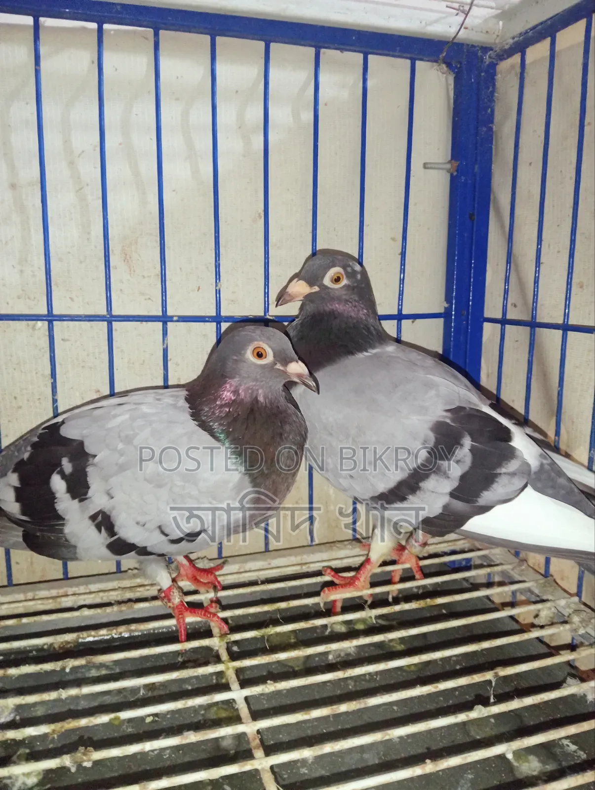 Pigeon with good bloodline