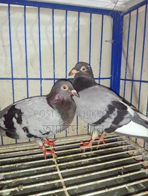 Pigeon with good bloodline