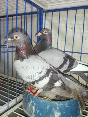 Pigeon with good bloodline