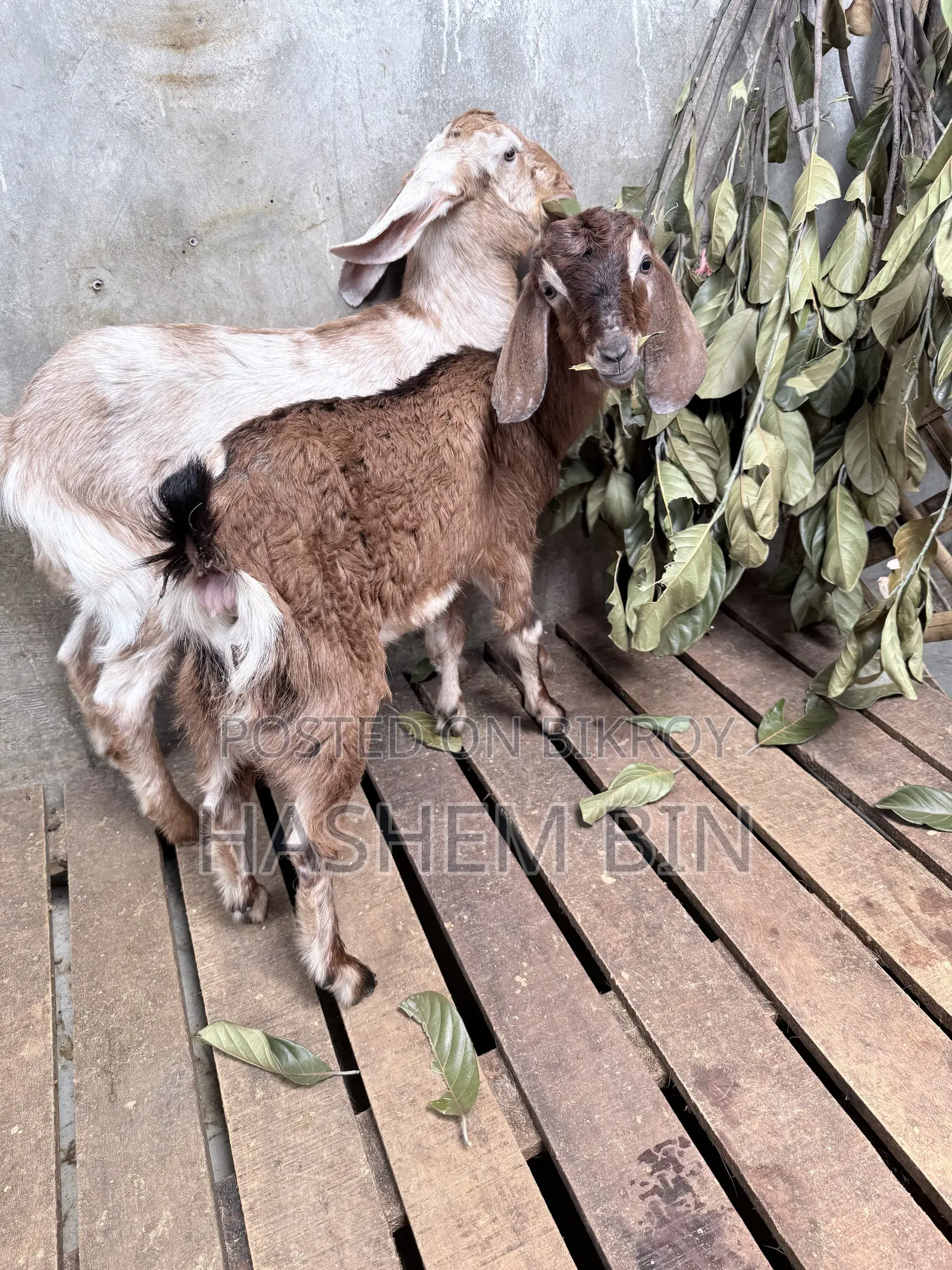 Two Female Goats