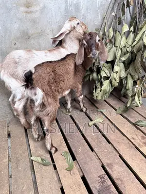 Two Female Goats