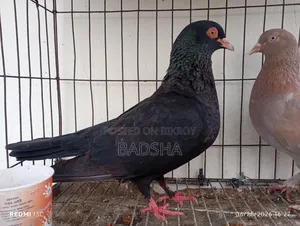 Giribaj + Bangla pair