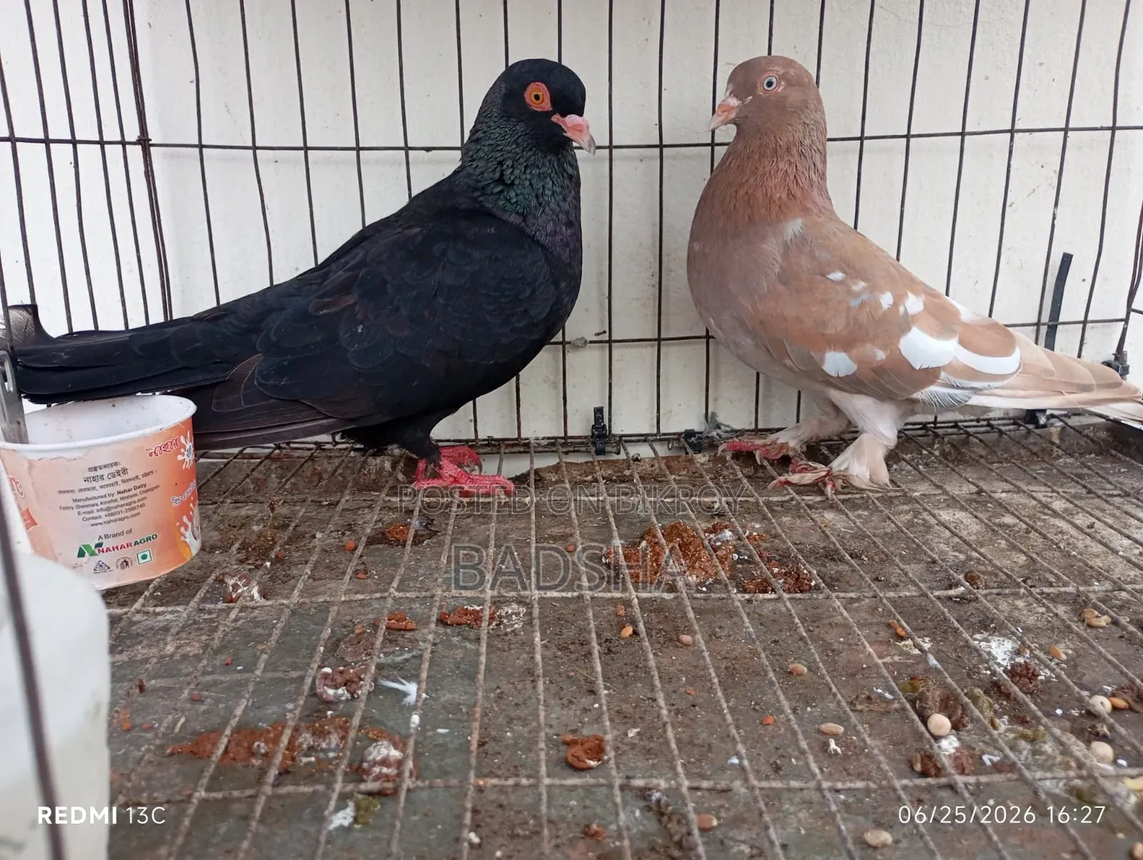 Giribaj + Bangla pair