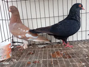 Giribaj + Bangla pair