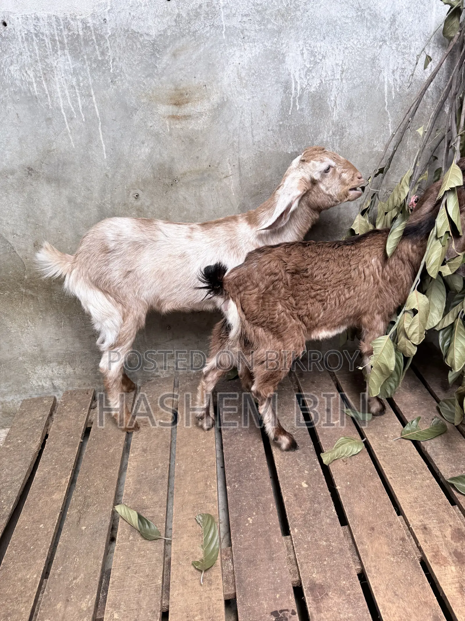Two Female Goats