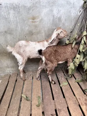 Two Female Goats