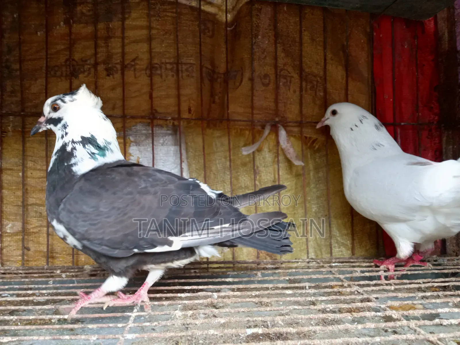 A pair of running pigeons for sale