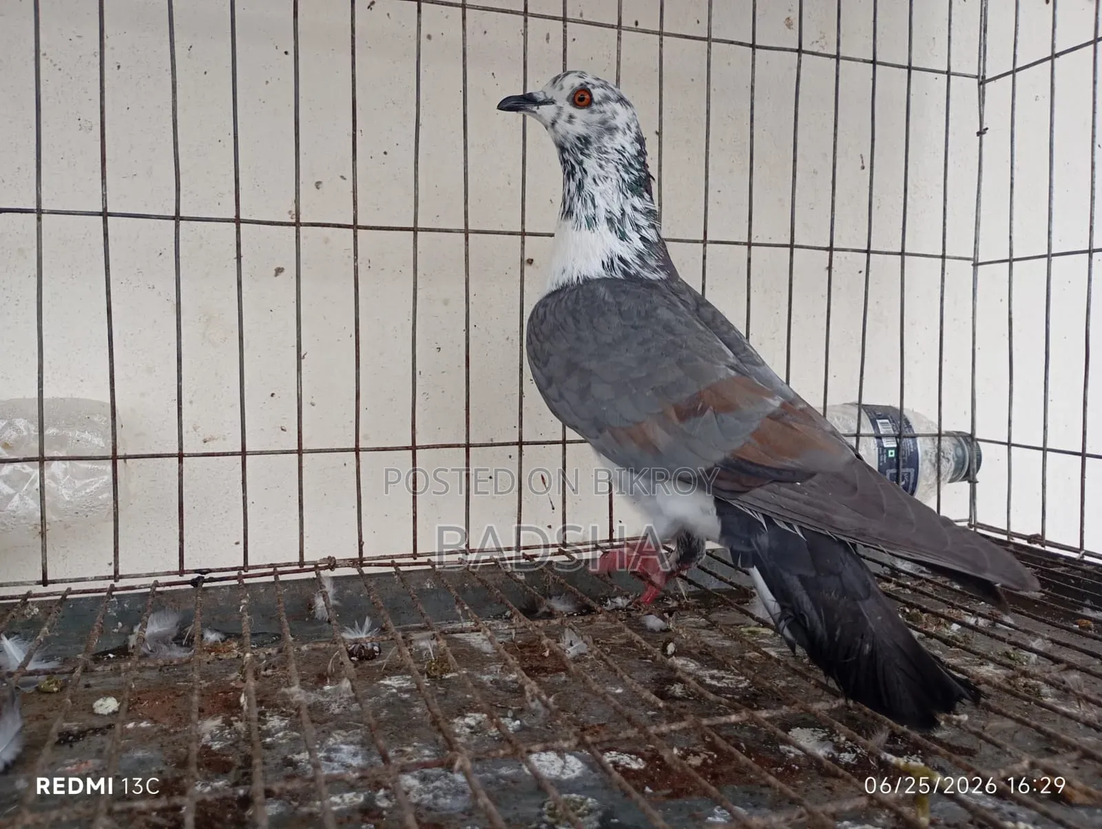 Bangla Pair of Pigeons
