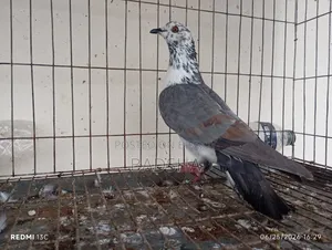 Bangla Pair of Pigeons