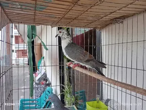 Bangla Pair of Pigeons