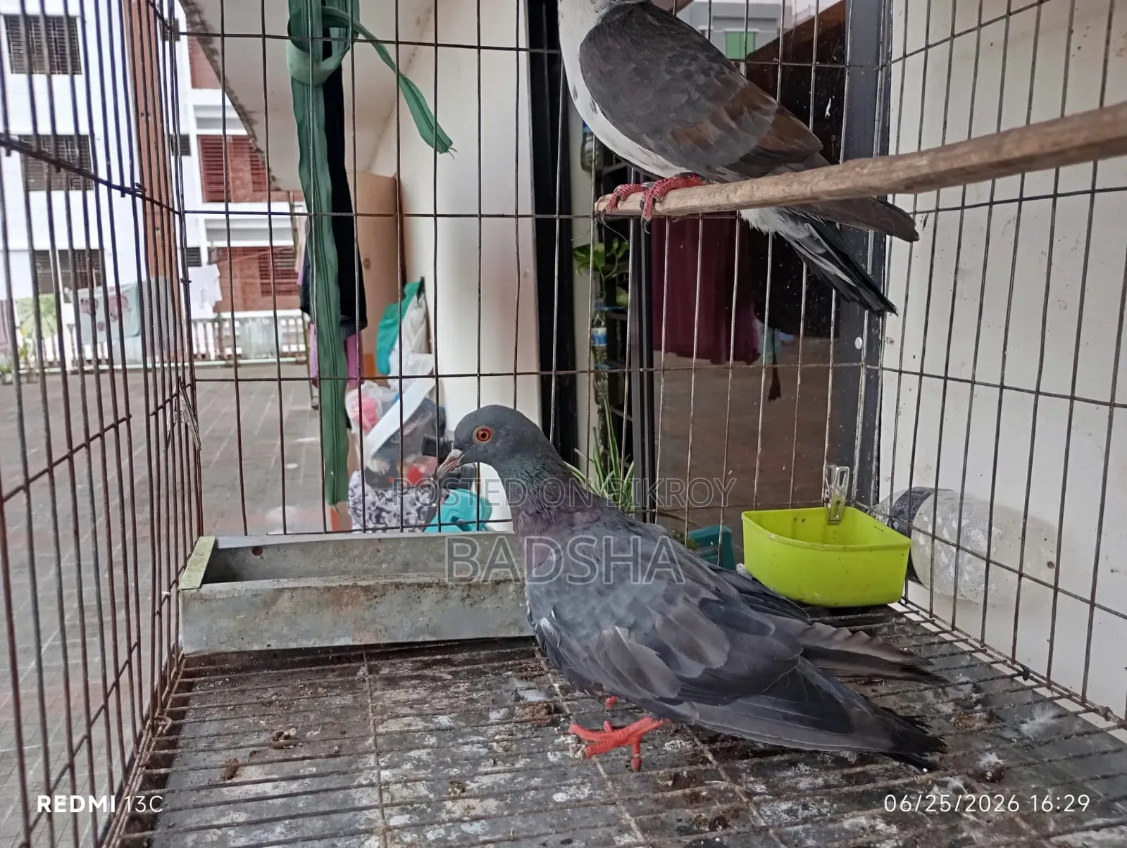 Bangla Pair of Pigeons