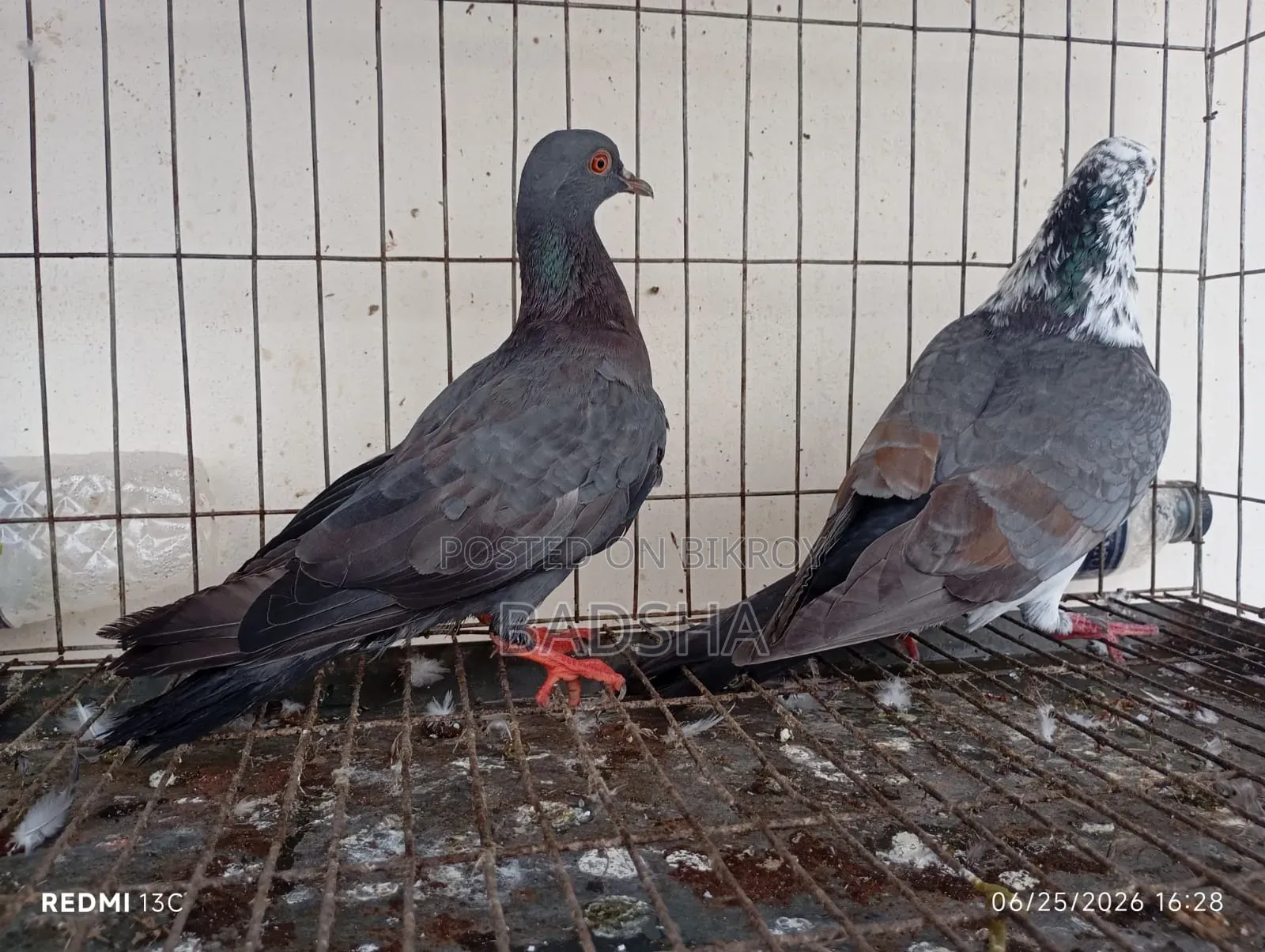 Bangla Pair of Pigeons