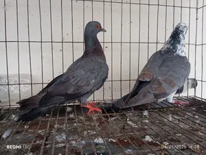 Bangla Pair of Pigeons