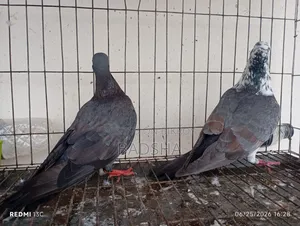 Bangla Pair of Pigeons