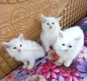 1-3 months Female Purebred Persian