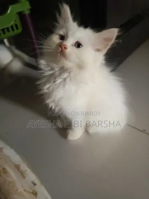 1-3 months Female Purebred Persian