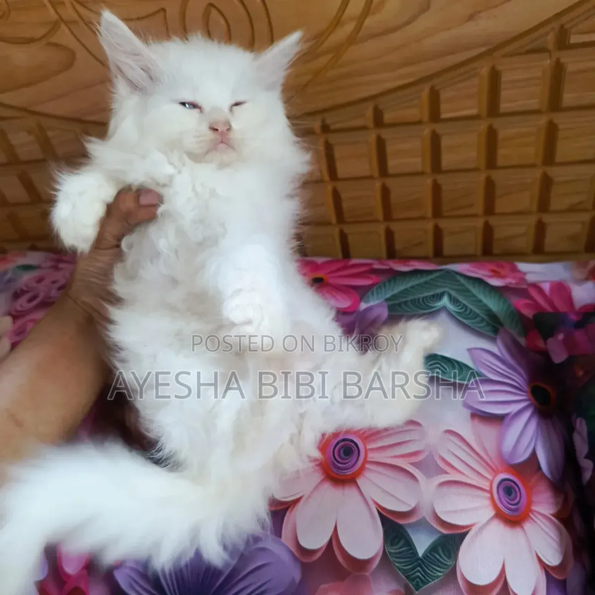 1-3 months Female Purebred Persian