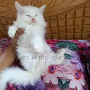 1-3 months Female Purebred Persian