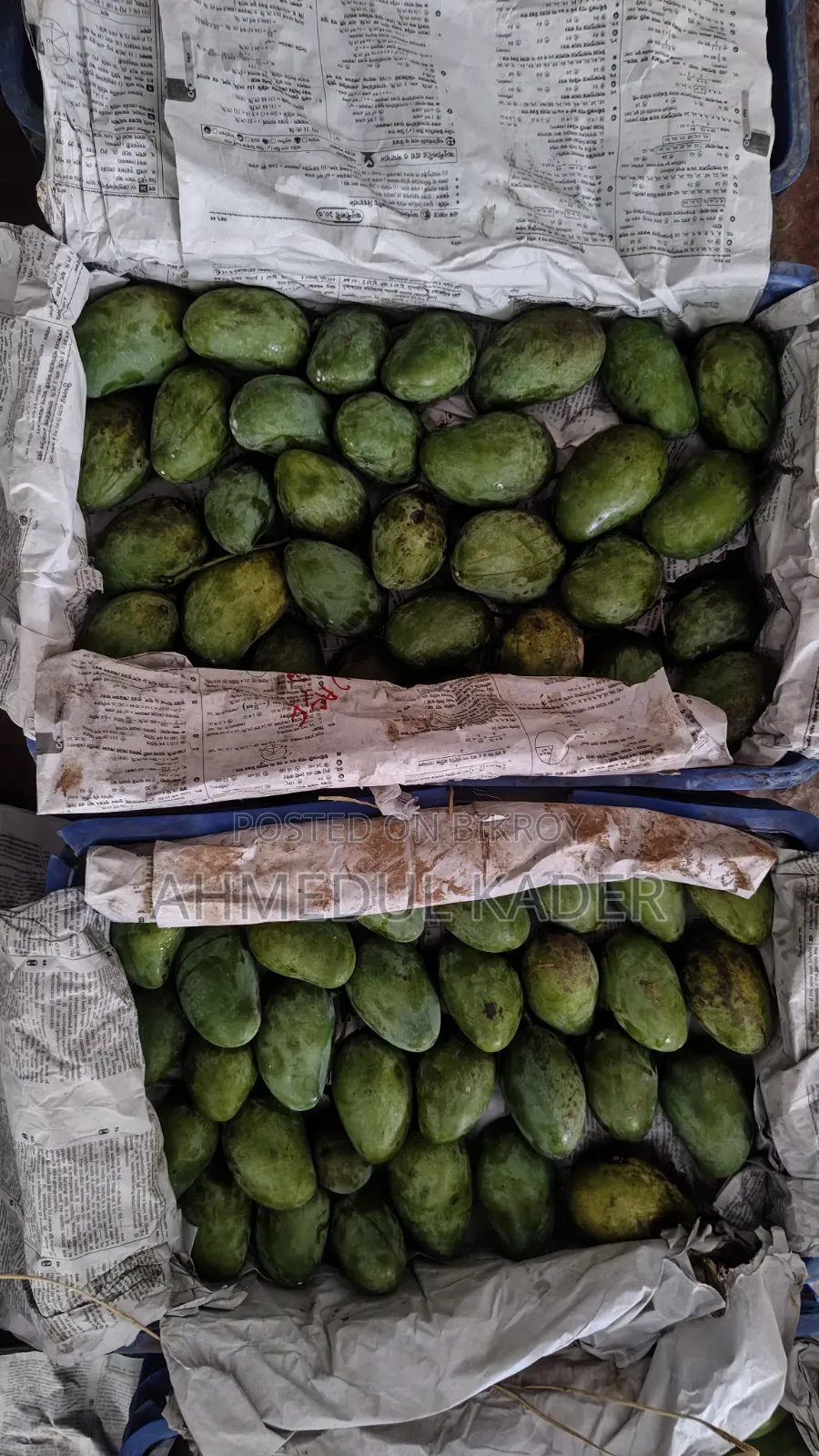 Amropali Mango