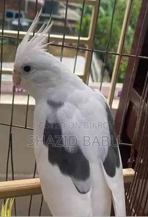 ককাটেল পাখি