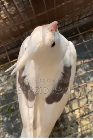 ককাটেল পাখি