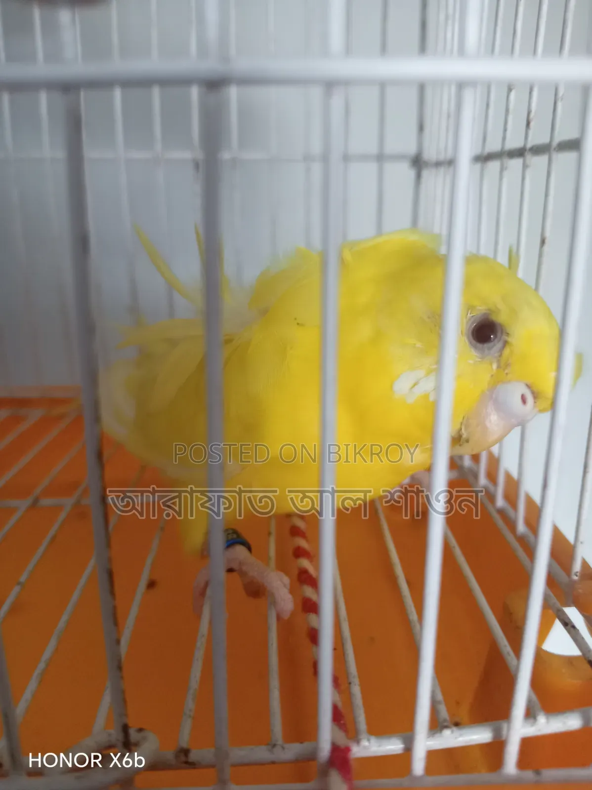 2 GP Red Eye adult females for sale