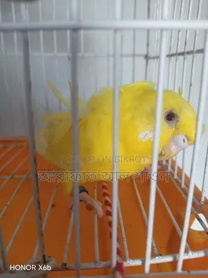 2 GP Red Eye adult females for sale