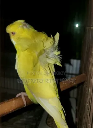 2 GP Red Eye adult females for sale