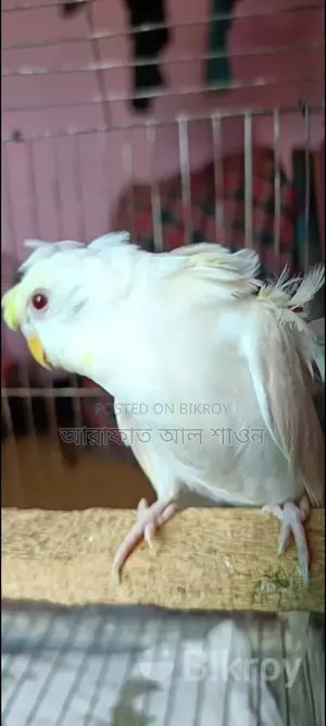 2 GP Red Eye adult females for sale