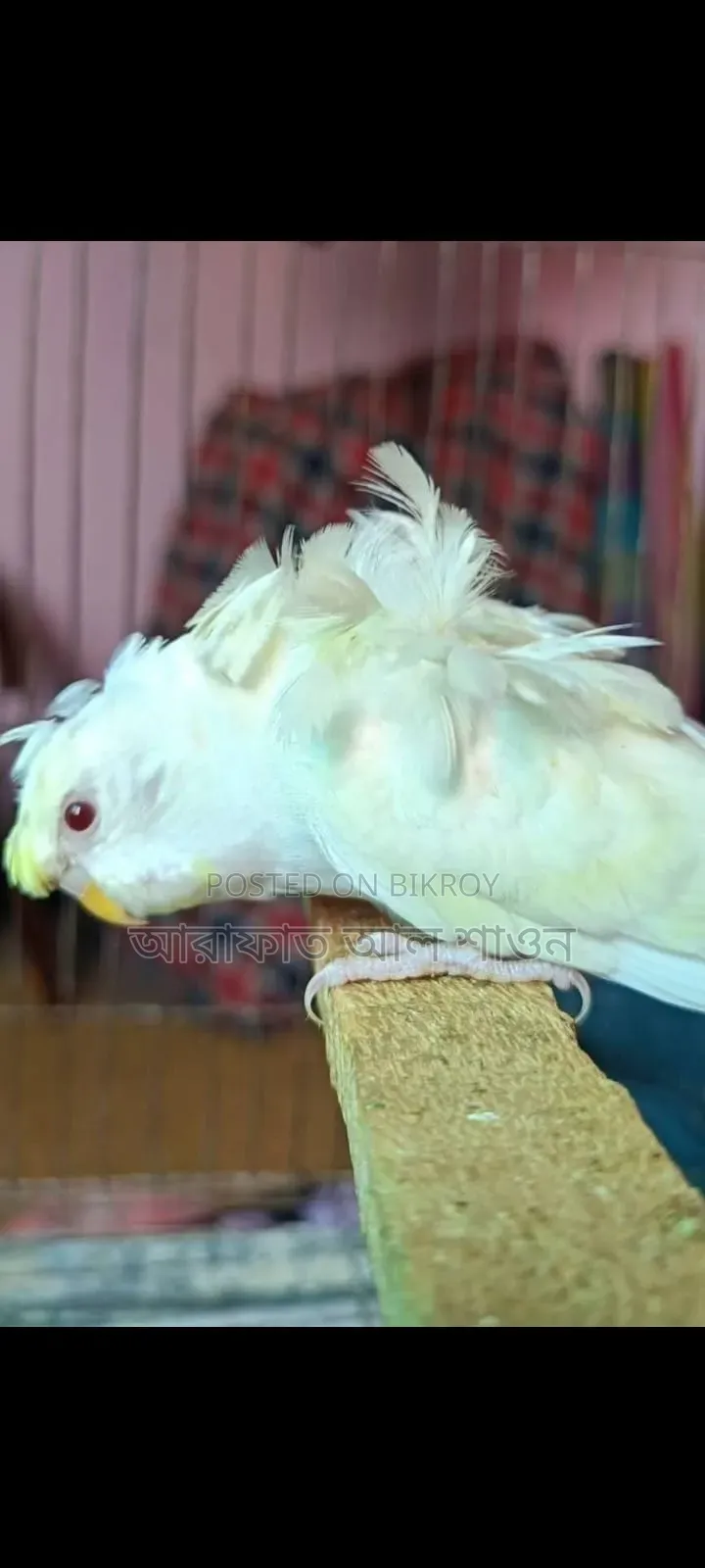 2 GP Red Eye adult females for sale