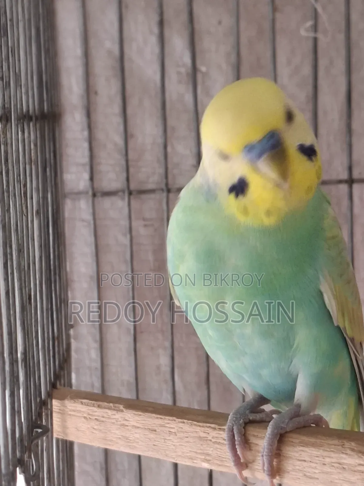 Budgerigar Birds