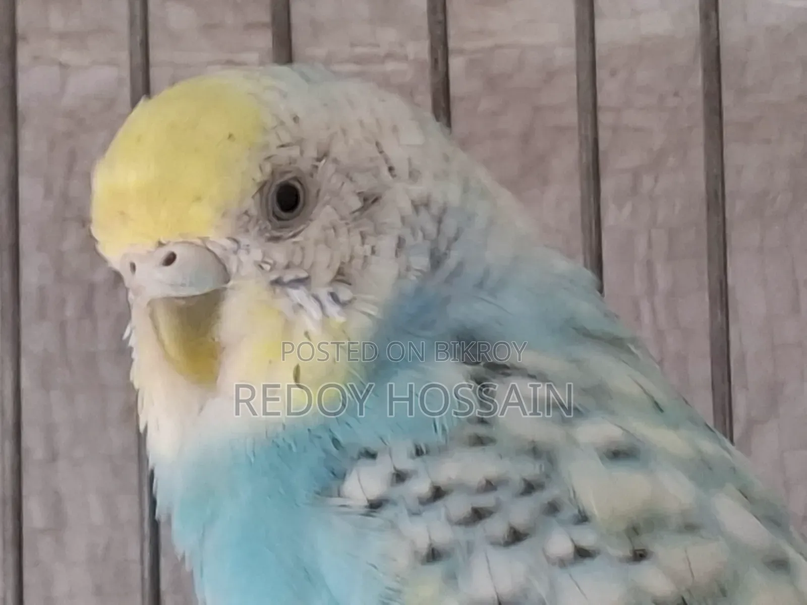 Budgerigar Birds