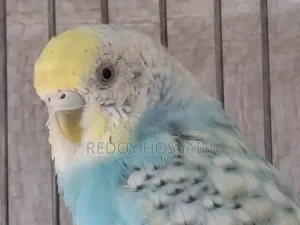 Budgerigar Birds