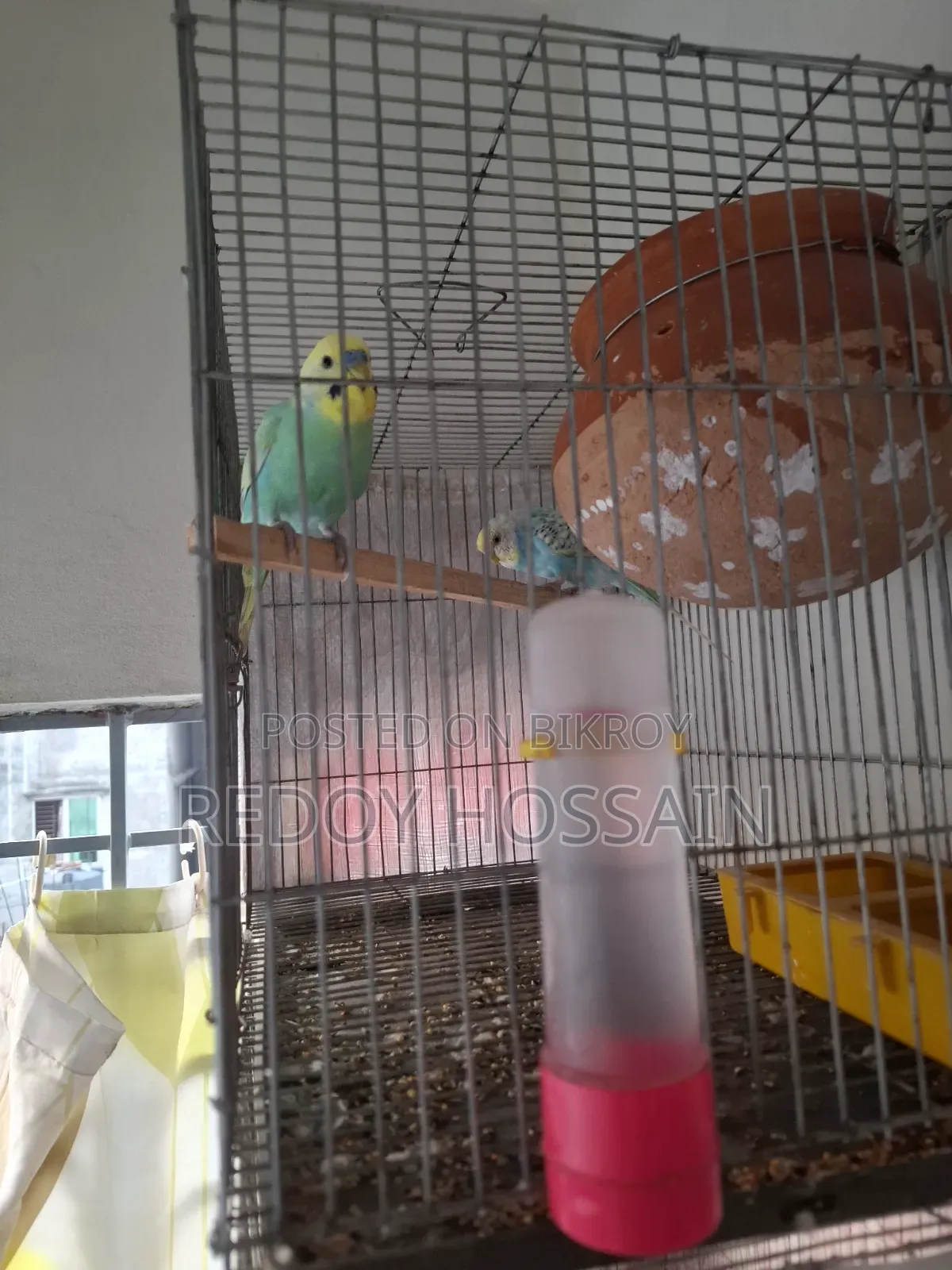 Budgerigar Birds