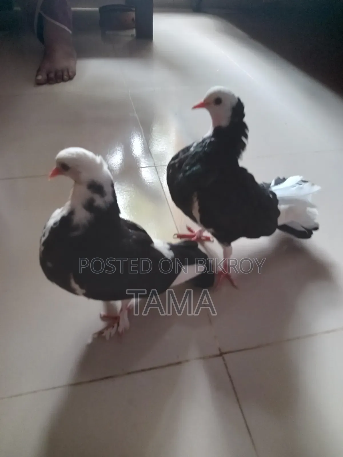 3 Pigeons for 1200 Tk