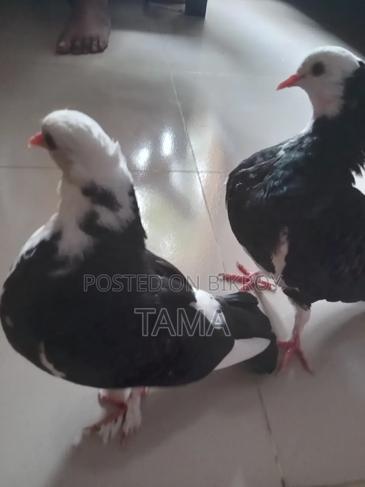 3 Pigeons for 1200 Tk