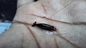 খাঁটি চিংড়ি