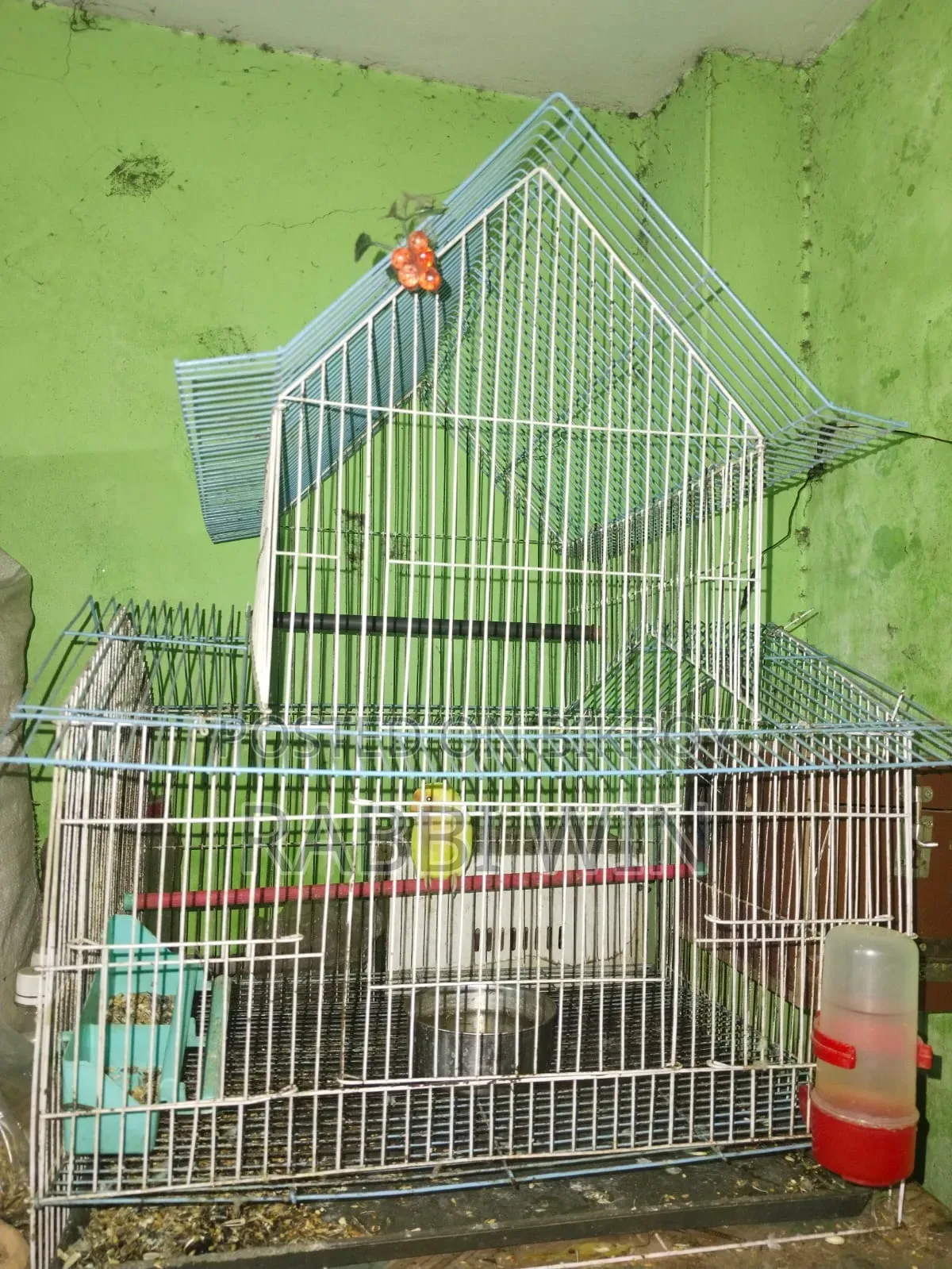 Bird Cages