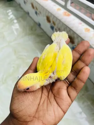 Love Bird Tame Size Baby