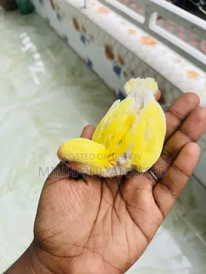 Love Bird Tame Size Baby