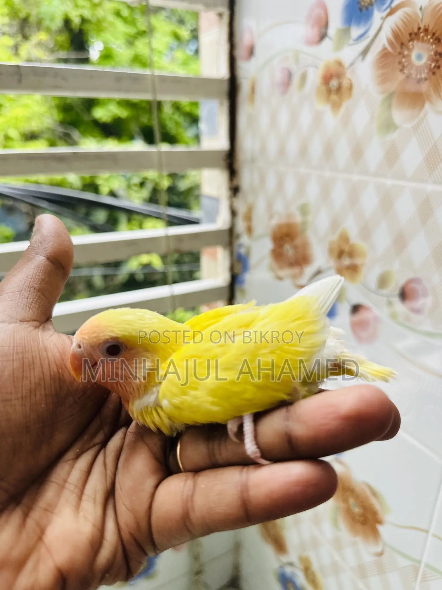 Love Bird Tame Size Baby